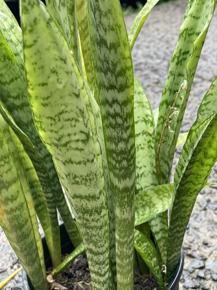 3 Rooted Snake Plants Sansevieria Zeylanica Hawaii Volcanic Soil Air Purifying - Image 1 of 4