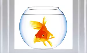 Goldfish Bowl WINDOW CLING Sun-catcher Size 8" Repositionable Vinyl - Picture 1 of 3