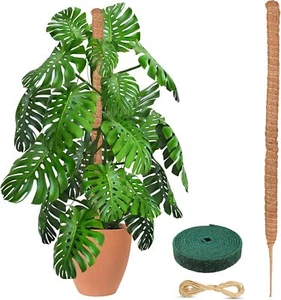 48" Moss Pole for Monstera & Climbing Plants | Indoor Garden - Picture 1 of 7