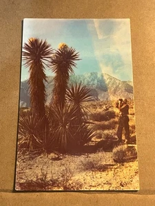 PLASTICHROME POSTCARD UNUSED - YUCCA IN BLOOM, SOUTHERN NEVADA - Picture 1 of 2