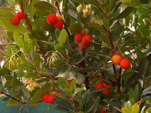 10 SEMI DI Arbutus unedo L "Corbezzolo" - Foto 1 di 1