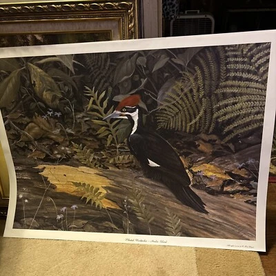 Pájaro carpintero apilado C. Ford Riley - Isla Amelia número firmado y sellado 213/450 Foto 1 de 4