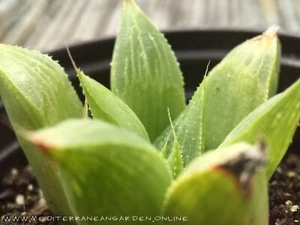 Rare Haworthia Retusa Fouchei transparent plant well rooted - Imagen 1 de 3