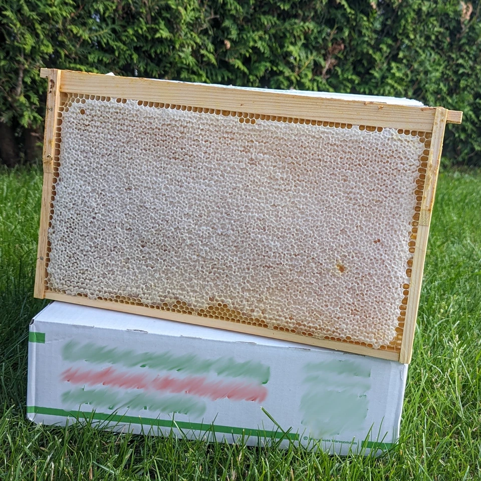 Wabenhonig, Honigwabe, Scheibenhonig  aus dem Sauerland 2,3kg bis 2,8kg - Bild 1 von 1