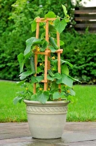 36+SPACEMASTER BUSH CUCUMBER Seeds Patio Container Hanging Basket Spring Garden - Picture 1 of 11