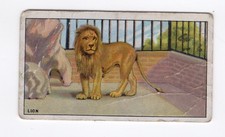 Ardath Animals at the Zoo 1924. #06 Lion