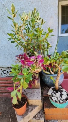 Planta de jade Crassula Ovata 15" de altura, envío, raíces desnudas. Foto 1 de 3