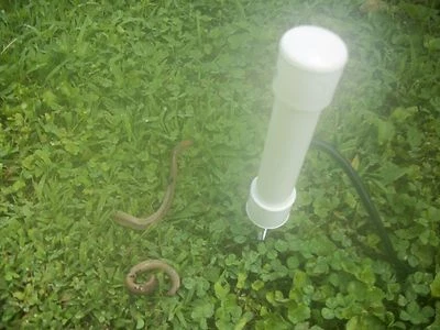 WORM SHOCKER!  GUSANO DE TIERRA para pescar ¡Envío gratis gusanos otra vez! Foto 1 de 4