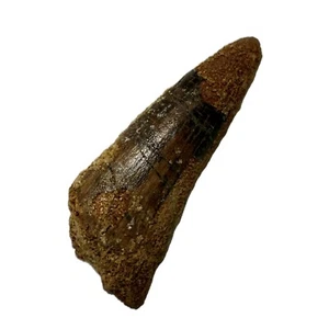 Real Spinosaurus Tooth (5.2cm) Cretaceous, Guaranteed Authentic, Root And Enamel - Picture 1 of 7