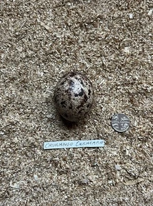 REPLICA CHIMANGO CARACARA BIRDS EGG - Picture 1 of 2