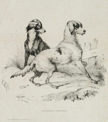 V. ADAM (1801-1866), Epagneuls Francais, Hundeporträt, um 1840, Lithographie - Bild 1 von 4
