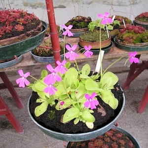 Butterworts Pinguicula Mixed Rare Carnivorous Plant Seeds - 5 Seeds - Picture 1 of 2