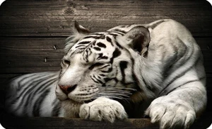 Mauspad 36 x 25 cm Mousepad Gaming / Office Silent Monsters Tiger Raubtier Löwe - Afbeelding 1 van 7