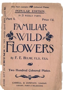 Botanische antike Drucke 1897 von Wildblumen - einzeln preislich - Bild 1 von 50