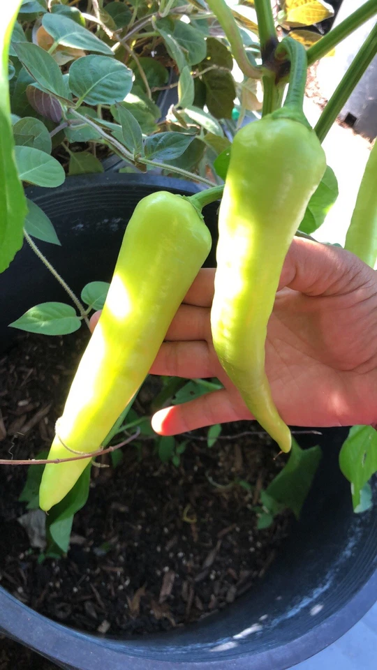 Spicy1 Yumi - Изображение 1 из 1