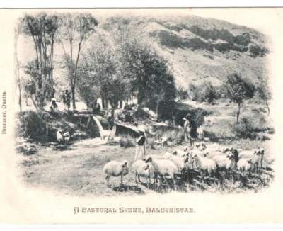 INDIA/PAKISTAN Postcard *BALUCHISTAN* PPC Farming UNDIVIDED BACK {samwells}KA479 - Image 1 of 4