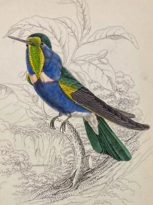 Colibrí Natterer's 1833 coloreado a mano acero grabado jardinería lagares placa 14 - Imagen 1 de 3