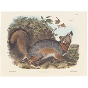 Audubon Mammals of the Southeast Southart Parkway Cuadrúpedos Ed Pl 21 Zorro Gris - Imagen 1 de 2