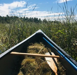 1 lb. Natural MINNESOTA Hand-Harvested Lake & River MN WILD RICE Wood Roasted - Picture 1 of 5