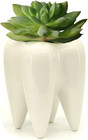 Ceramic Tooth Shaped Pen Pencil Toothbrush Holder Pot Succulent Plant Pot