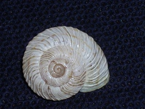 MARMORANA STRIGATA MOLTENII WOOOOW, ENDEMIC - Picture 1 of 2