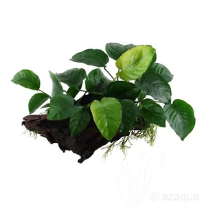 Anubias Barteri Large Live Aquarium Plants Aquascaping Tank - Picture 1 of 1