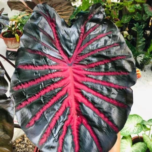 Colocasia Bombilla Viva Tubérculo de Lava Negro Nuevo Híbrido Libre Certificado Fitosanitario - Imagen 1 de 24
