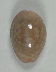CYPRAEA PORARIA 16,61 mm ESPECIMEN SUPER ELECCIÓN Guam - Imagen 1 de 4