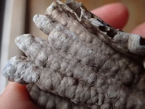 Botryoidal Fossil Coral Geode Fragment GA Agate Cabbing Specimen Craft WC27 - Picture 1 of 7