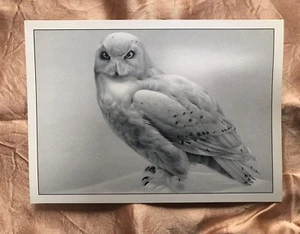 10 Blank Snowy Owl Notecards. Holiday. Christmas. From A Pencil Drawing. Hedwig. - Bild 1 von 2