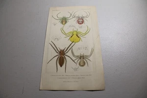 1837 CUVIER Stampe a colori animalier ~ RAGNO GRANCHIO, più altri quattro tipi - Foto 1 di 1