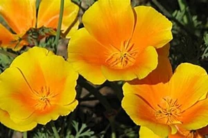 SEEDS! CALIFORNIAN POPPY WILDFLOWERS - NATURAL GOLD ORANGE - 1x tsp 2025 SEASON - Picture 1 of 9