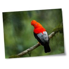 8x10" Prints(No frames) - Andean Cock of the Rock Bird Peru  #21137