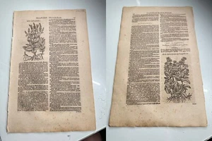 1 Seite aus Cruydt Boeck Remberti Dodonaei / Rembert Dodoens Botanical 1644 - Bild 1 von 4