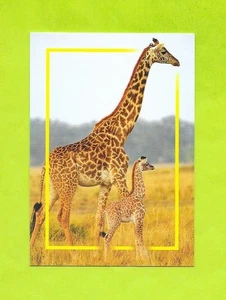 Carte incroyable animaux du monde - Girafe - N°11 - Picture 1 of 2