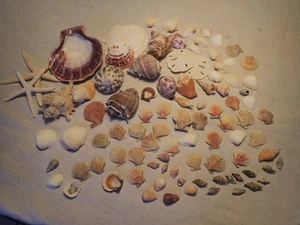 Large Lot of 90+ Sea Shells Vintage Assortment with Beautiful Coloring - Picture 1 of 9