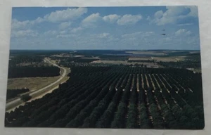 Orange Groves Seen In Every Direction, Florida Citrus Tower. Postcard (S2) - Picture 1 of 2