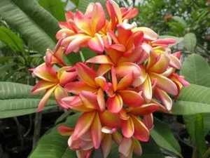 4 SAMEN PLUMERIA "Beautiful" (FRANGIPANI – POMELIA)  „frische Samen“ - Bild 1 von 1