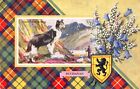Buchanan Scottish Shepp Dog Tartan Lion Rampant Shield Scotland Postcard
