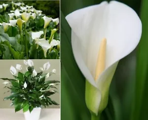 Calla Lily (Zantedeschia Aethiopica) | 20+seeds | HousePlant | Same Day Dispatch - Picture 1 of 4