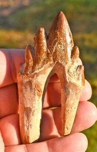 Basilosaurus Premolar, Late Eocene, Western Sahara - Picture 1 of 4