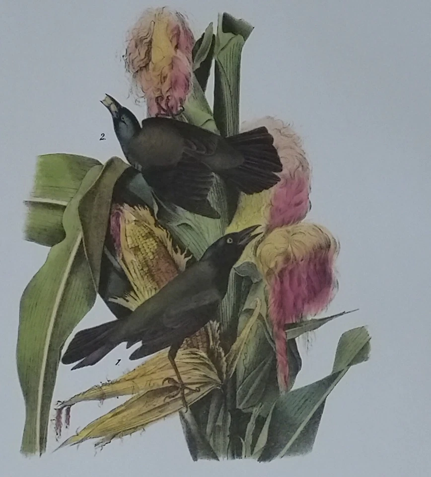 Audubon Octavo "Common Purple Crow Blackbird" Pl 221 Birds of America Book Print - Image 1 of 4