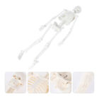  Anatomical Study Model Anatomy Full Size Skeleton Human Body