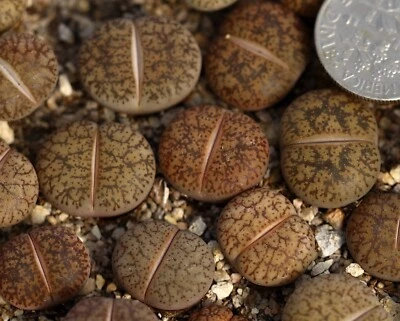 Plant -1- Dinterops “stonesthrow” - Image 1 of 4