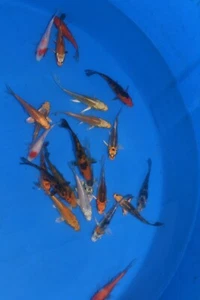 10 x 4-5" Mixed Koi A* High quality Direct from the farm! - Picture 1 of 1