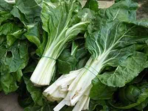 200 SEMILLAS DE REMOLACHA DE COSTA BARESE 2,5 GRAMOS + Regalo - Imagen 1 de 1