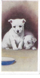 Tarjeta De Colección Godfrey Phillips Our Dogs Nº 31 West Highland White Terrier - Imagen 1 de 2