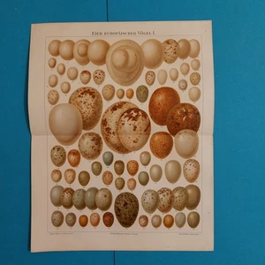 2 x Orig.(1895) Chromolithographie  EIER Europäischer Vögel  m.Beschreibung.  - Bild 1 von 7