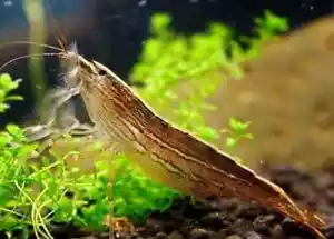 ADULT BAMBOO SHRIMP *FRESHWATER FILTER FEEDING*Atyopsis moluccensis 2.5/3" - Picture 1 of 1