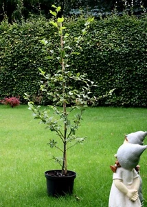 Rotbuche Buchenhecke Fagus sylvatica Heckenpflanze 80 - 100 cm im Container - Bild 1 von 6